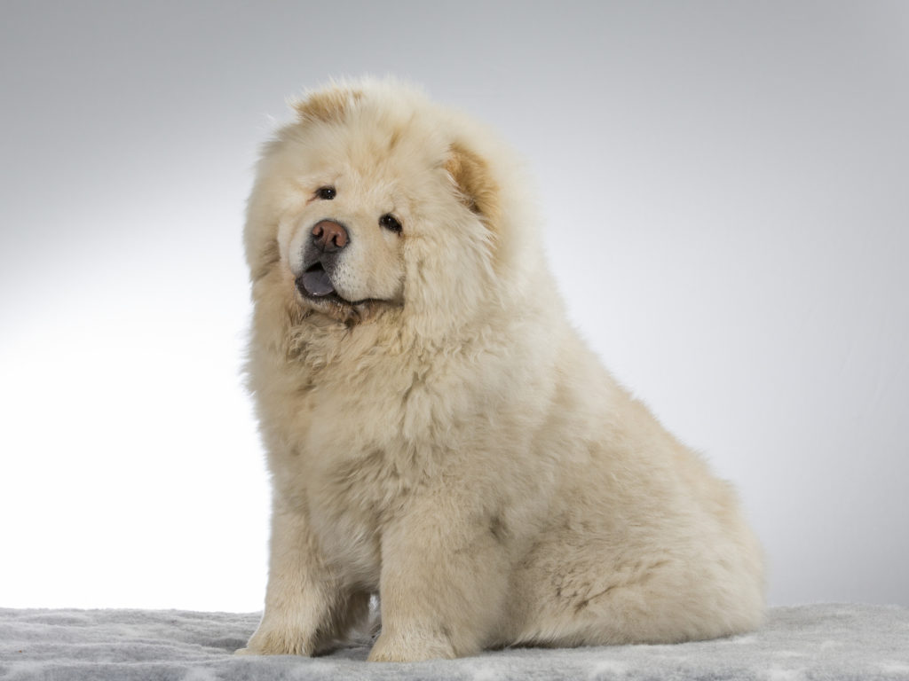 weiß chow chow