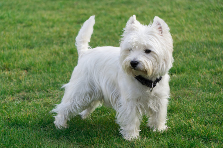 west highland white terrier im grass