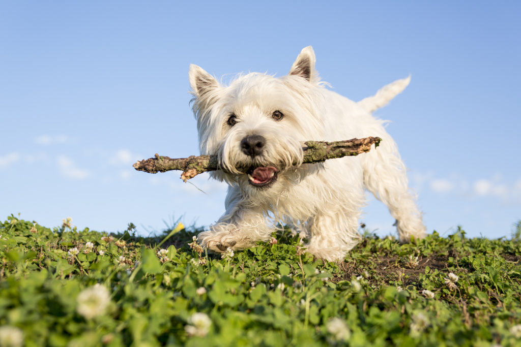 westie spielt im natur