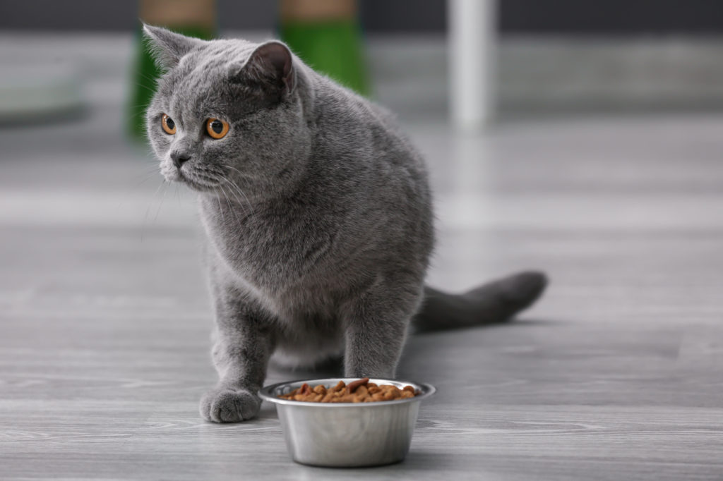 Trockenfutter Napf Katze Futter für die Wohnnungskatze