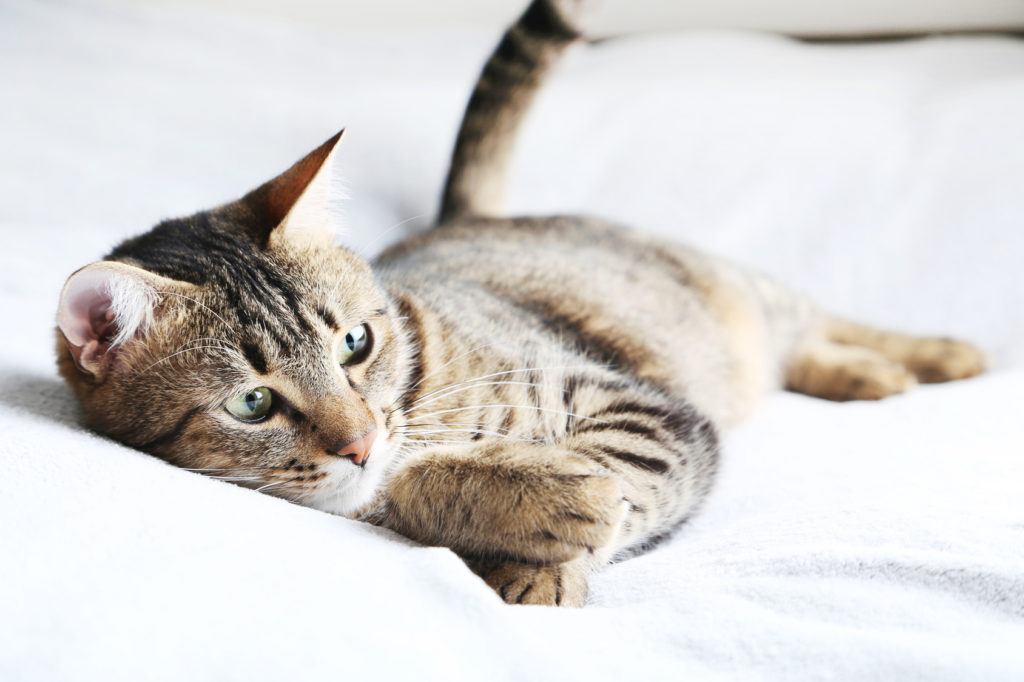 Katze auf einem Bett