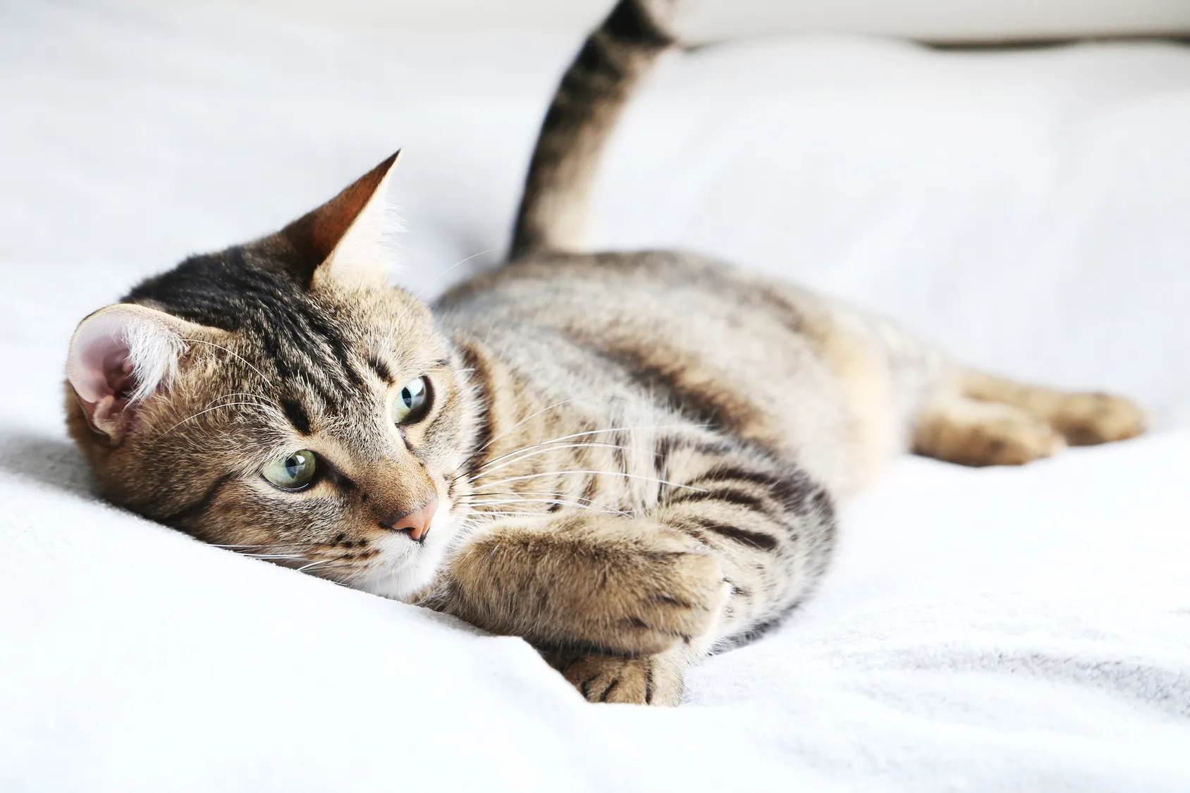 Katze auf einem Bett