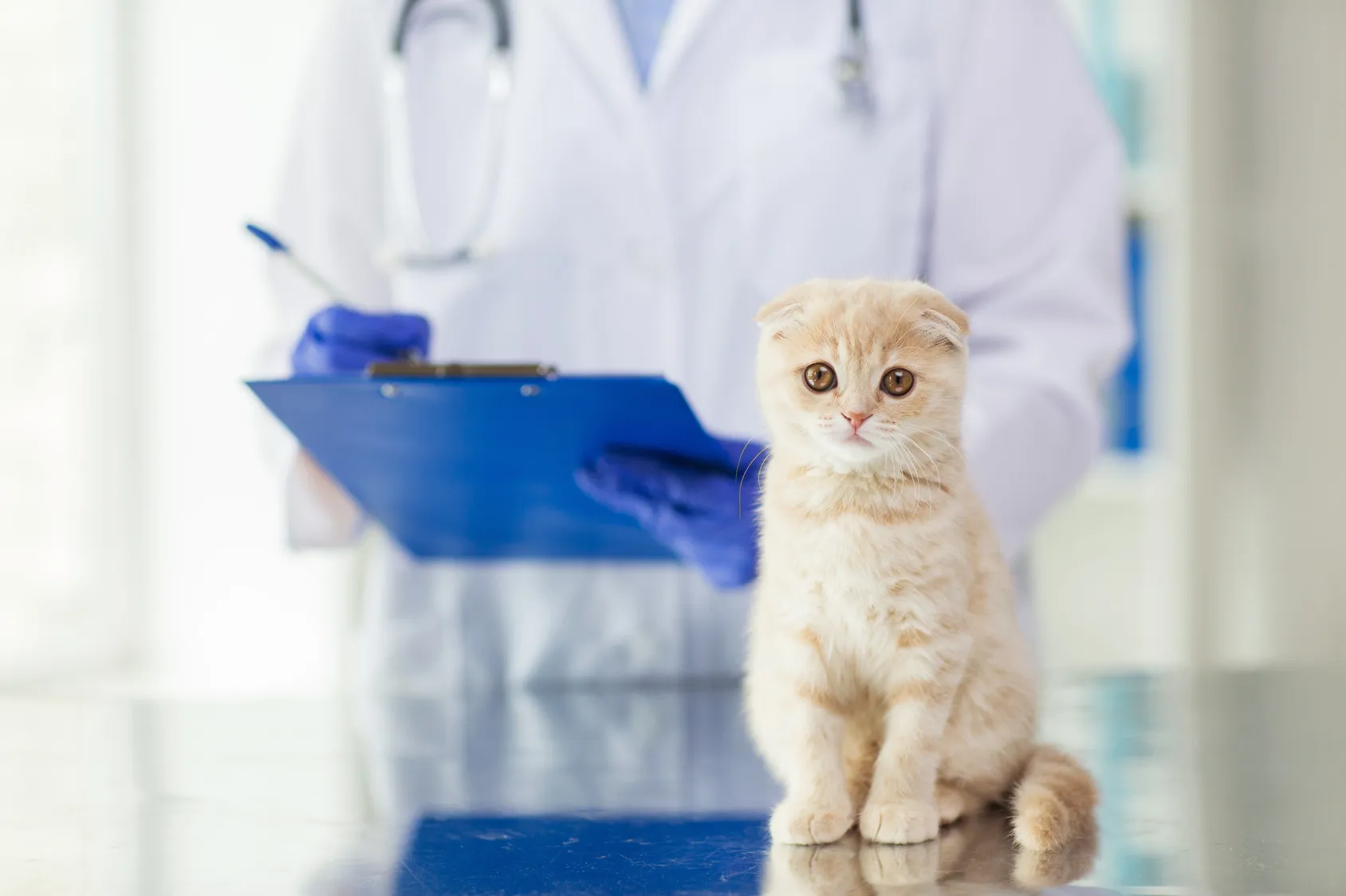 Untersuchung einer Katze beim Tierarzt