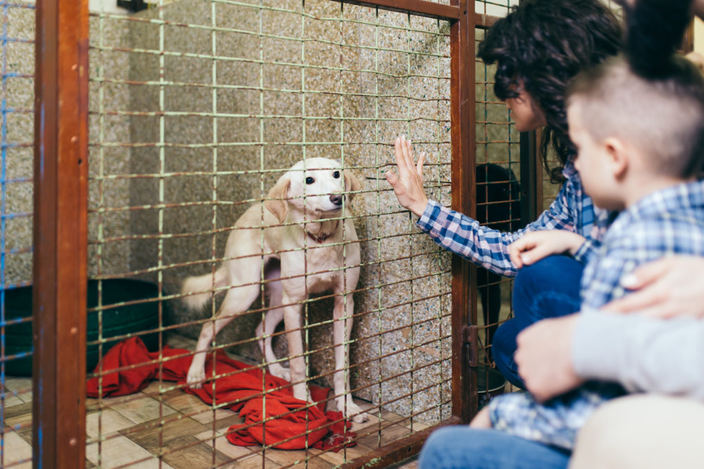 Hund im Käfig eines Tierheims