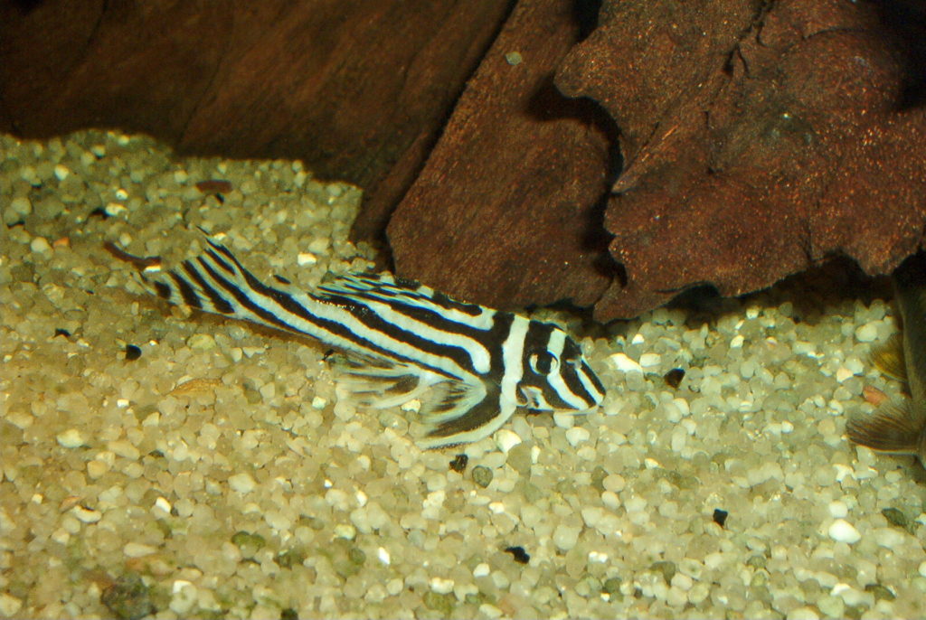 zebrawels im aquarium