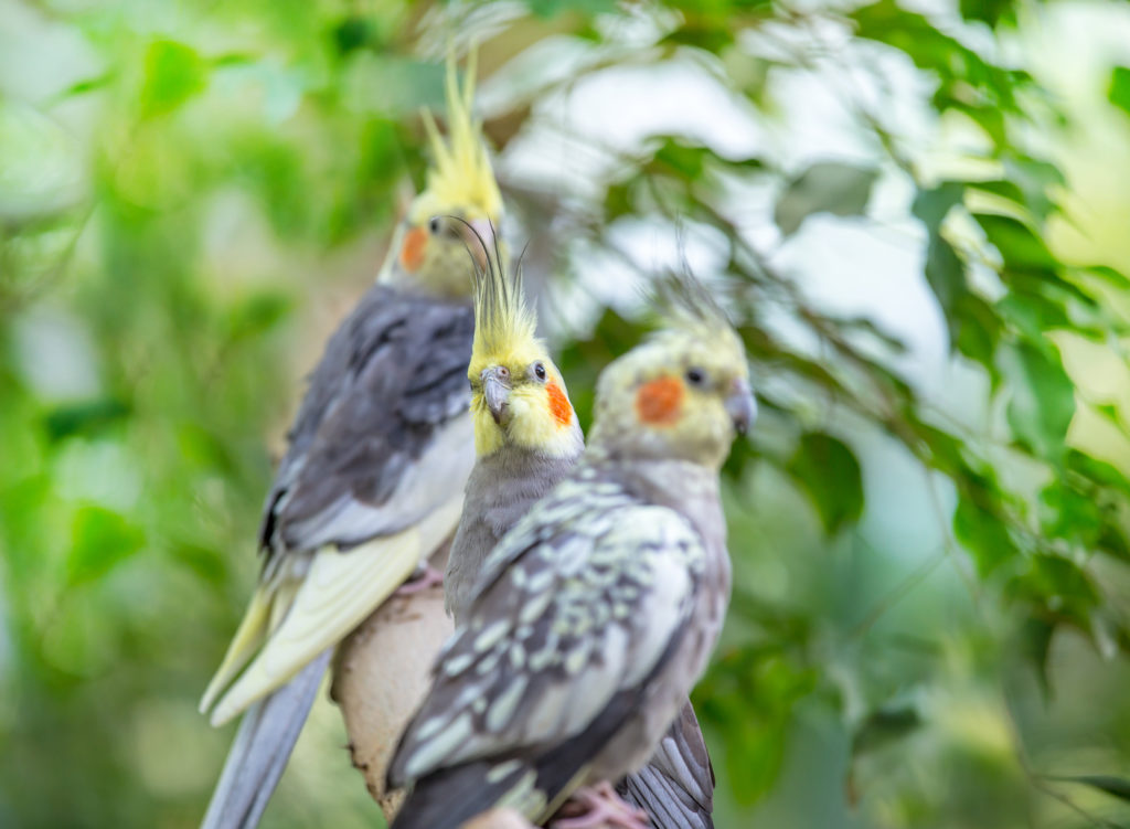 Ziervögel Haltung