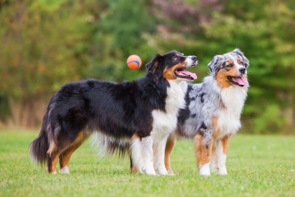 zwei aussie hund nebeneinander auf wiese