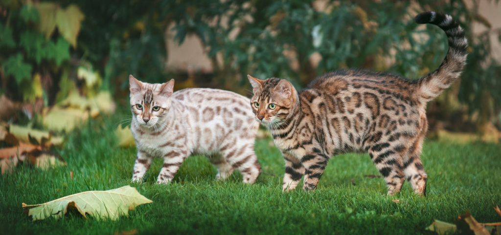 zwei bengal katze beide farben