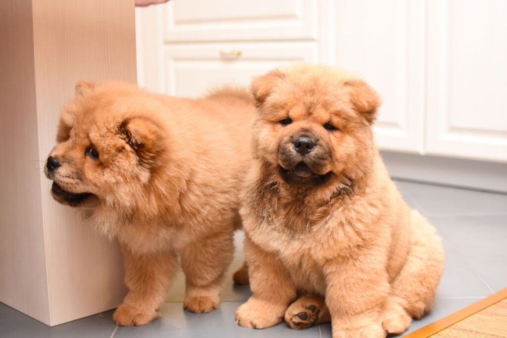 zwei braune chow chow welpen