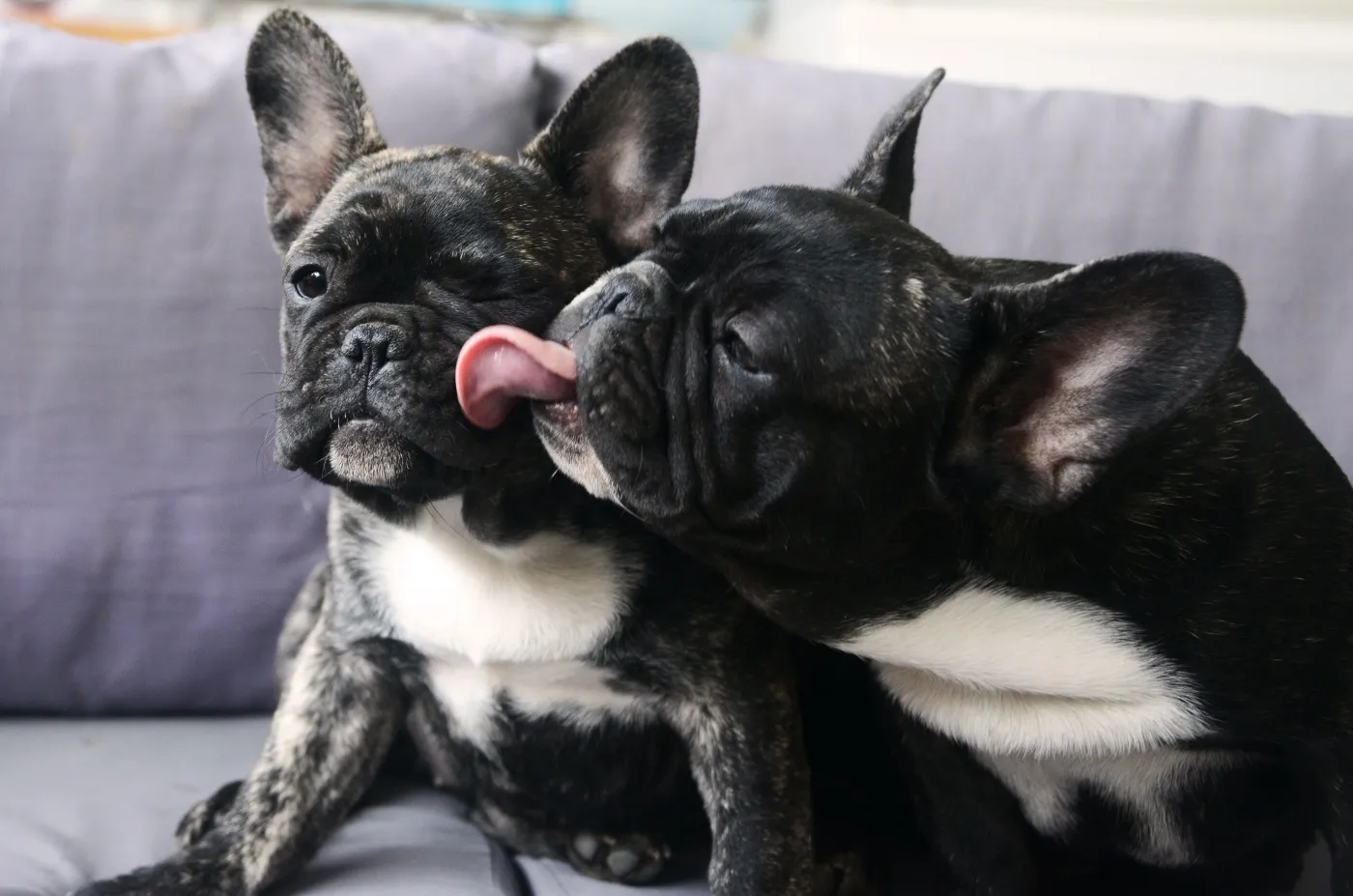 zwei french bullys auf couch