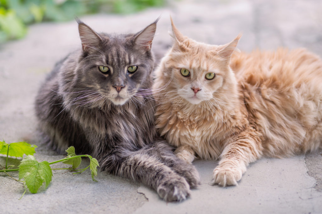 Maine Coon Katze Alter