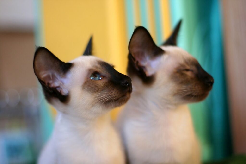 zwei siamkatzen sitzen nebeneinander