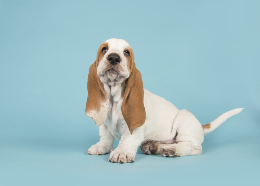 zweifarbig basset hound welpe