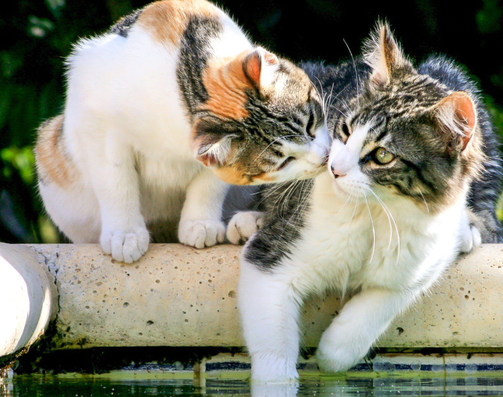zwei katzen auf balkon