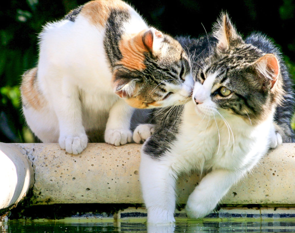 2 Katzen Zusammen Halten