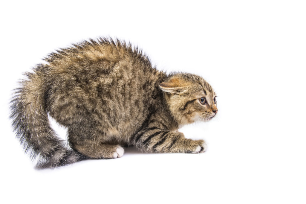 ängstliche katze