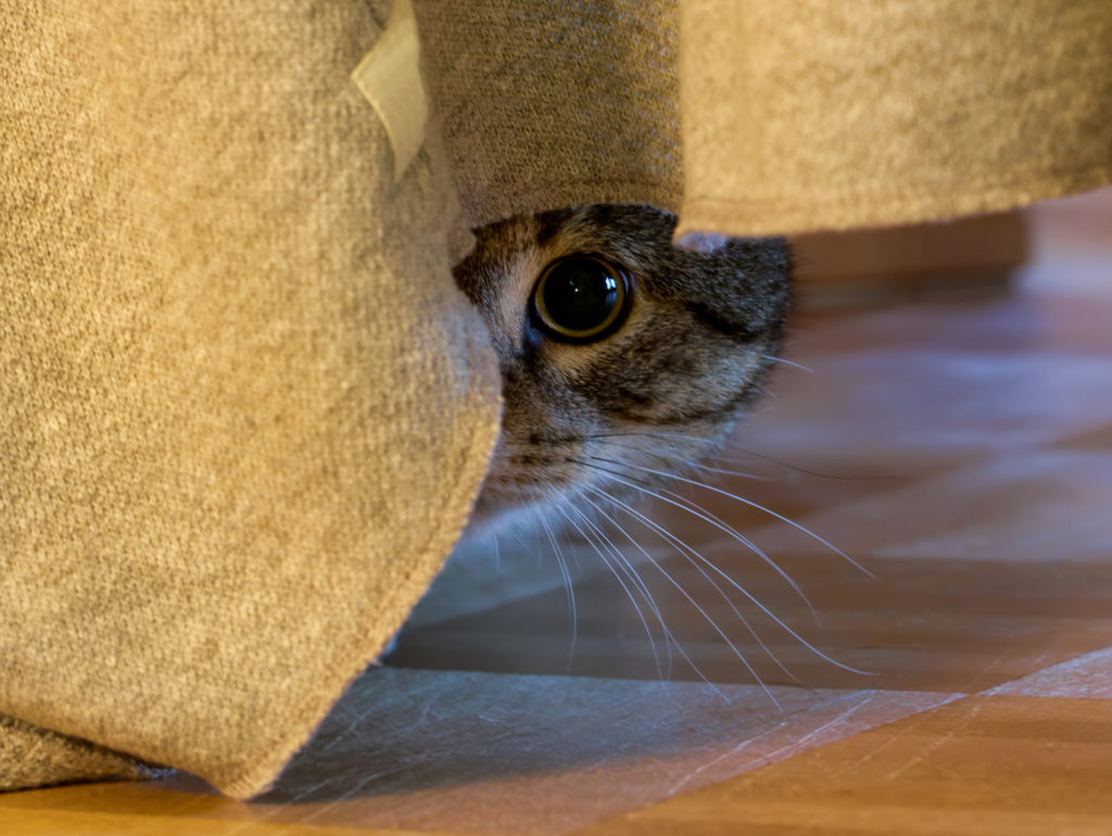 ängstliche katze