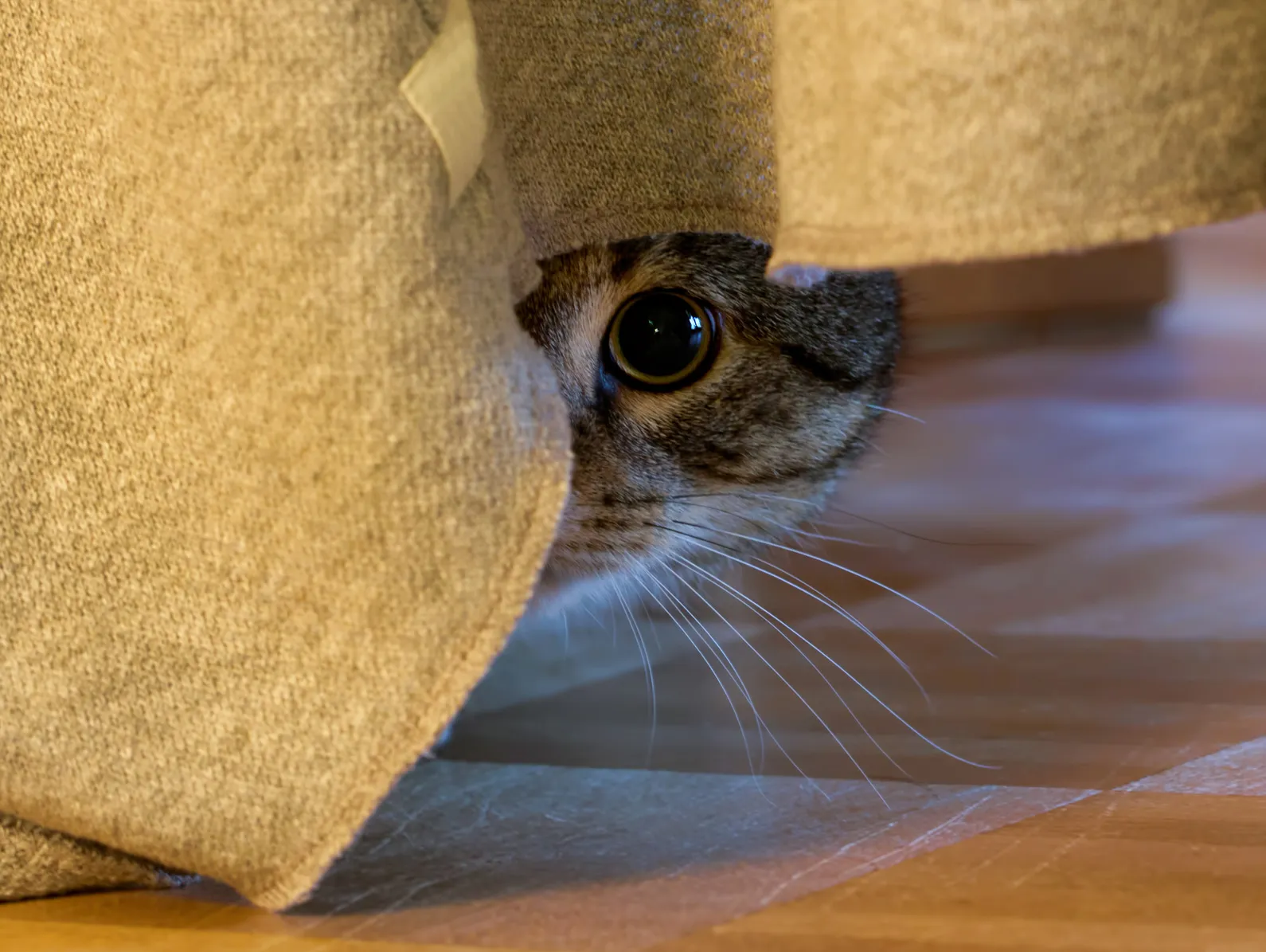 ngstliche Katze Was Tun Tier rztin Gibt Tipps Zooplus Magazin ngstliche-katze-was-tun-tier-rztin-gibt-tipps-zooplus-magazin