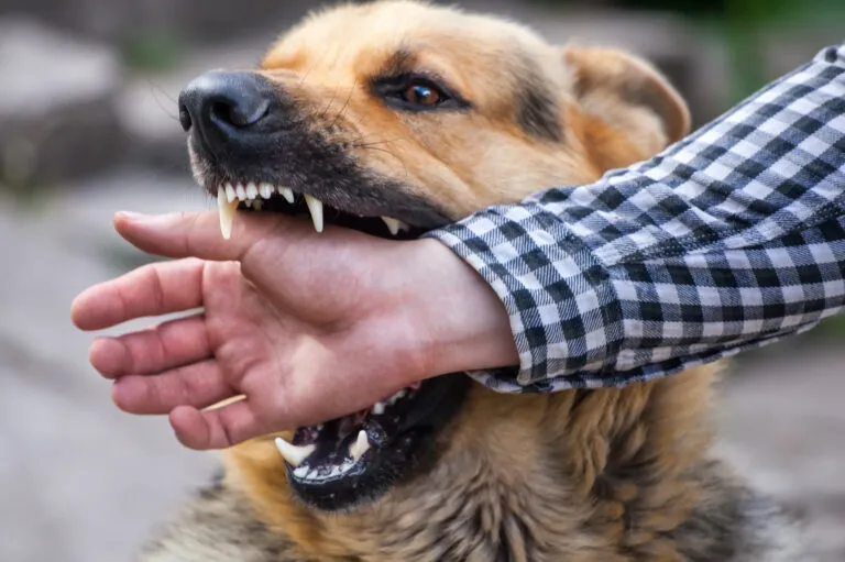 Der Hund beißt