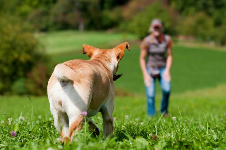 Hund abrufbar machen