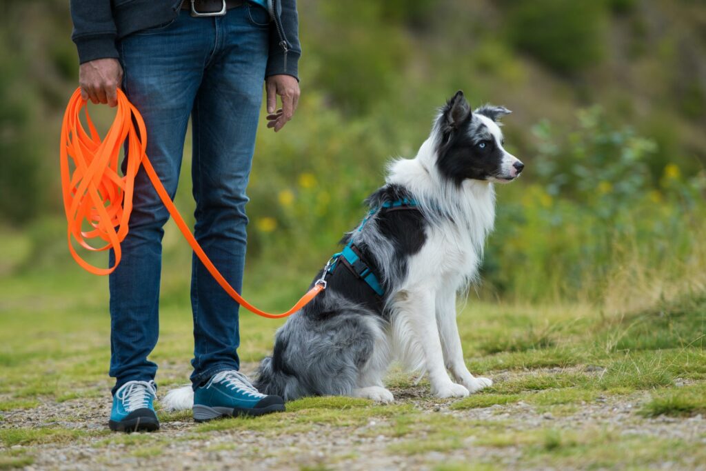 Hund mit Schleppleine Hund mit Schleppleine