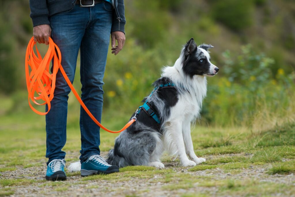 Hund mit Schleppleine