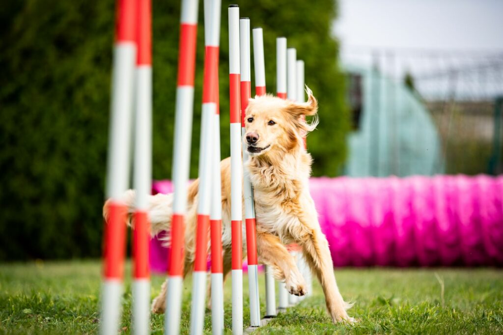 Hund Agility Training Hund läuft durch einen Parcours