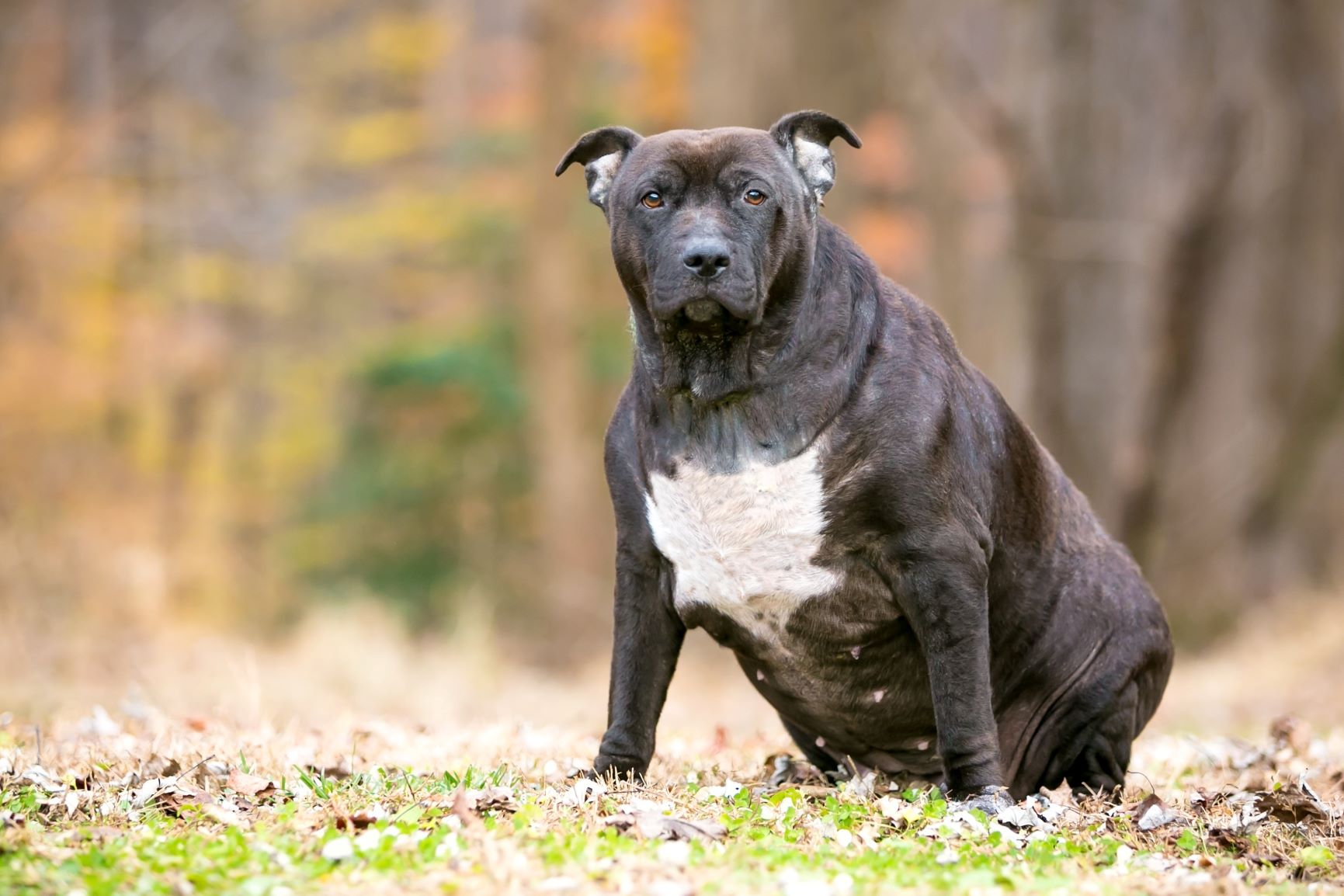 det sidste negativ Utænkelig Hund zu dick: Was ist zu tun? Ernährungstipps für Hunde | zooplus