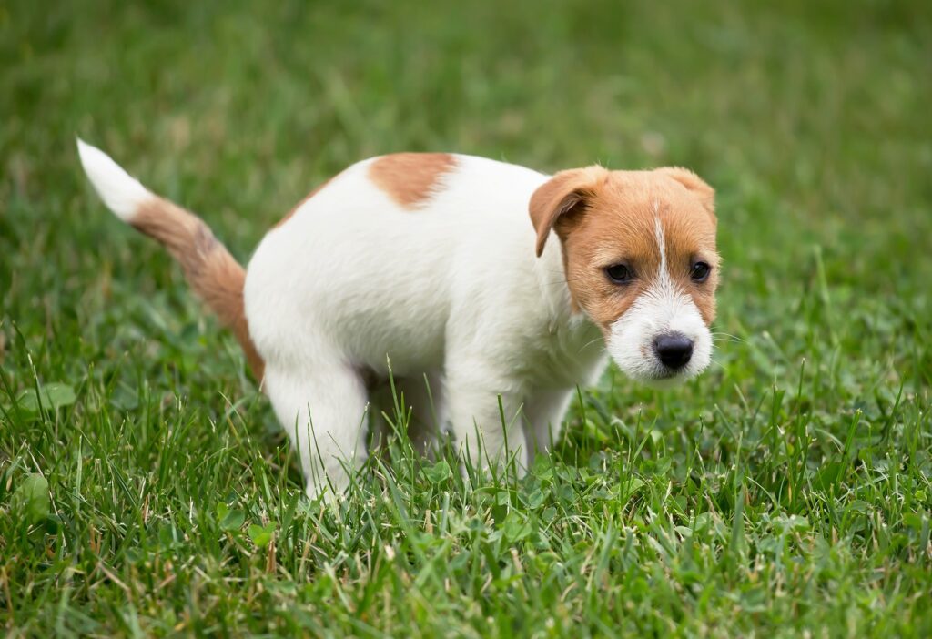 Ein Jack Russel Welpe löst sich auf einer Wiese Welpen stubenrein bekommen