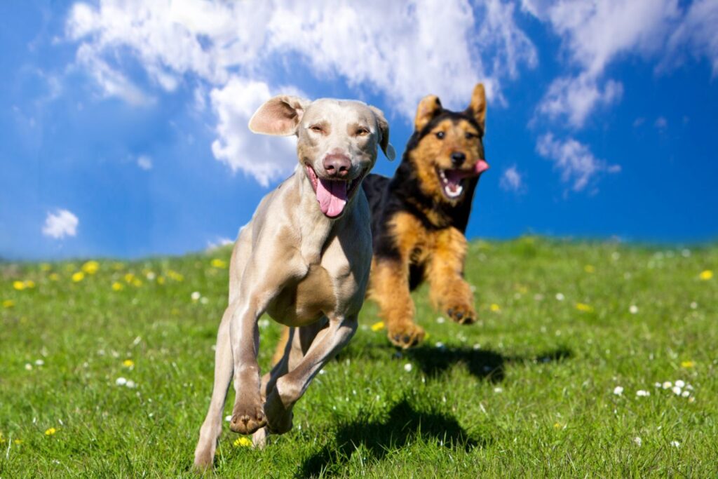 Zwei glückliche Hunde toben auf der Wiese Zwei Hunde toben