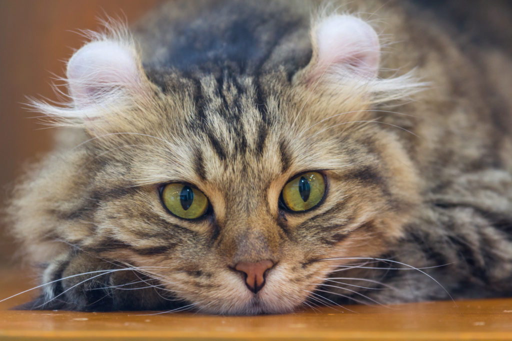 american curl grüne augen american curl grüne augen