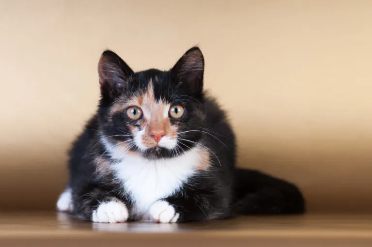 Katze vom züchter oder tierheim