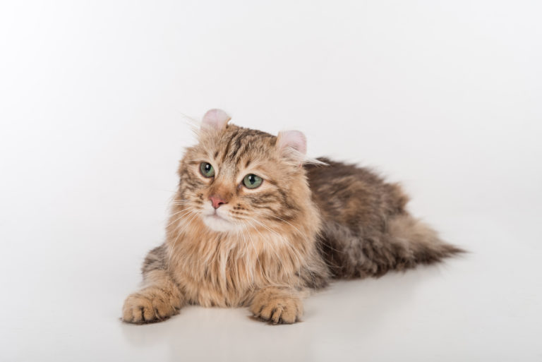 american curl katzenrassen american curl katzenrassen