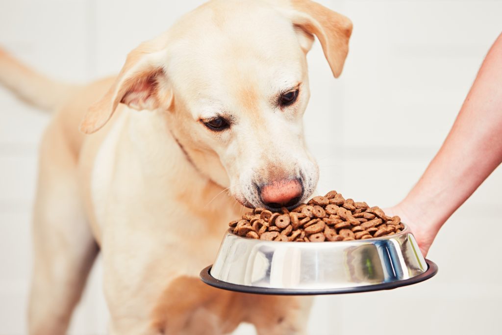 Das richtige Futter für Hunde mit Diabetes