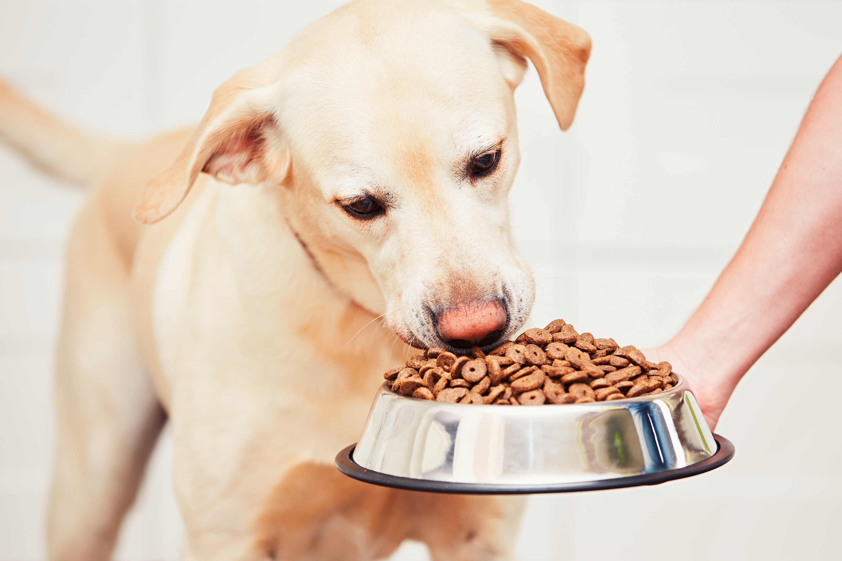 Das richtige Futter für Hunde mit Diabetes