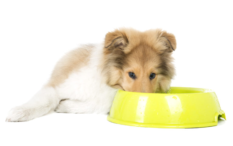 Das richtige Futter für den kastrierten Hund