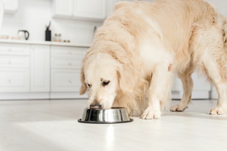 golden retriever übergewicht fressnapf Übergewicht beim Hund am Beispiel eines Golden Retriever