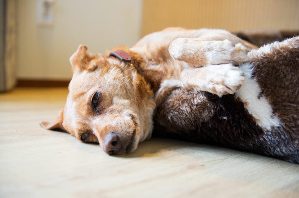 Hund liegt im Hundebett Hund liegt faul im Hundekörbchen
