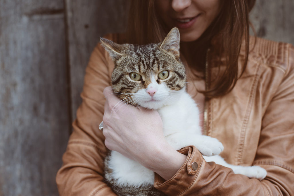 hund oder katze hund oder katze