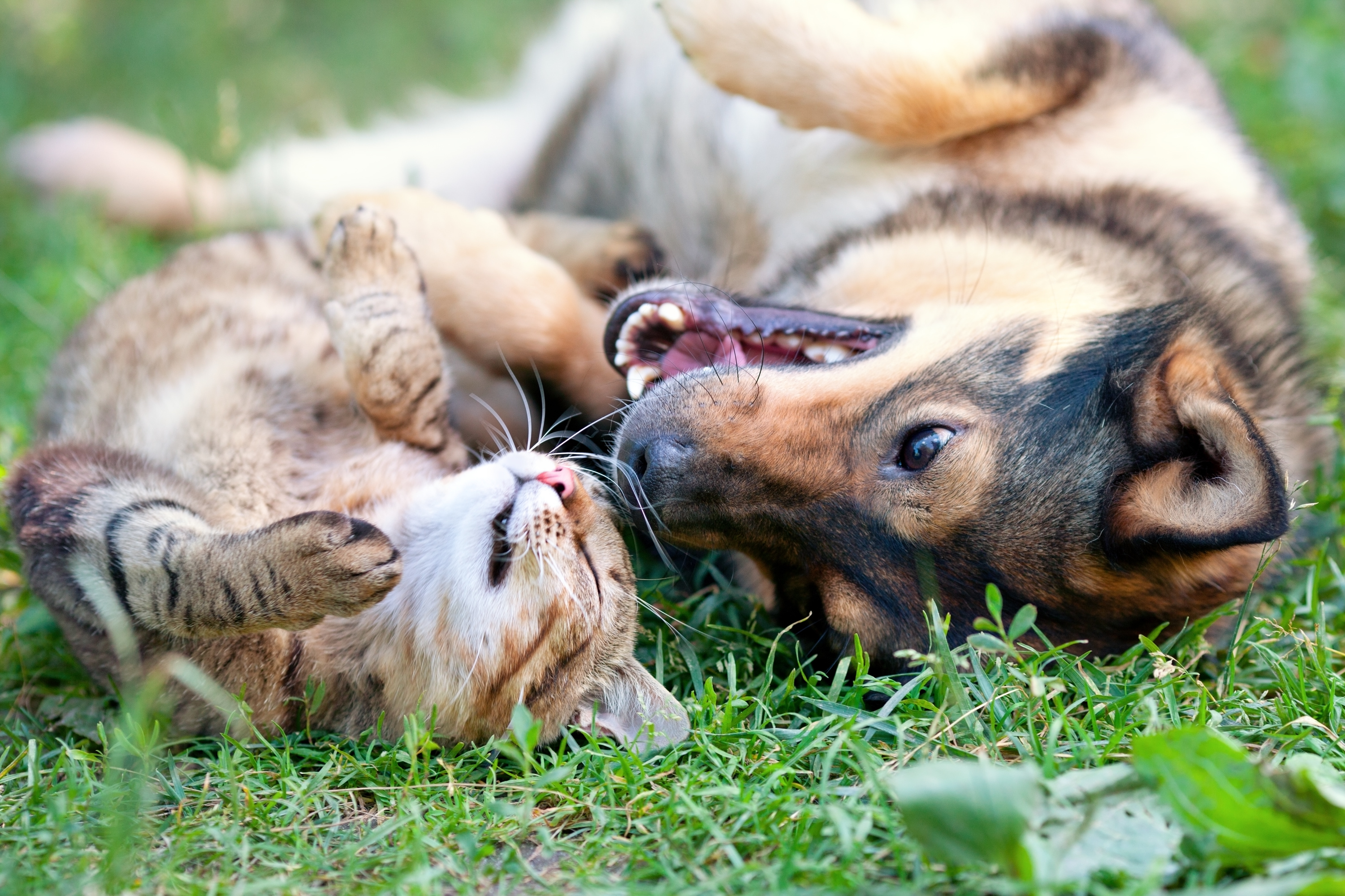 Hund oder Katze: Um welches Haustier sich Besitzer besser kümmern