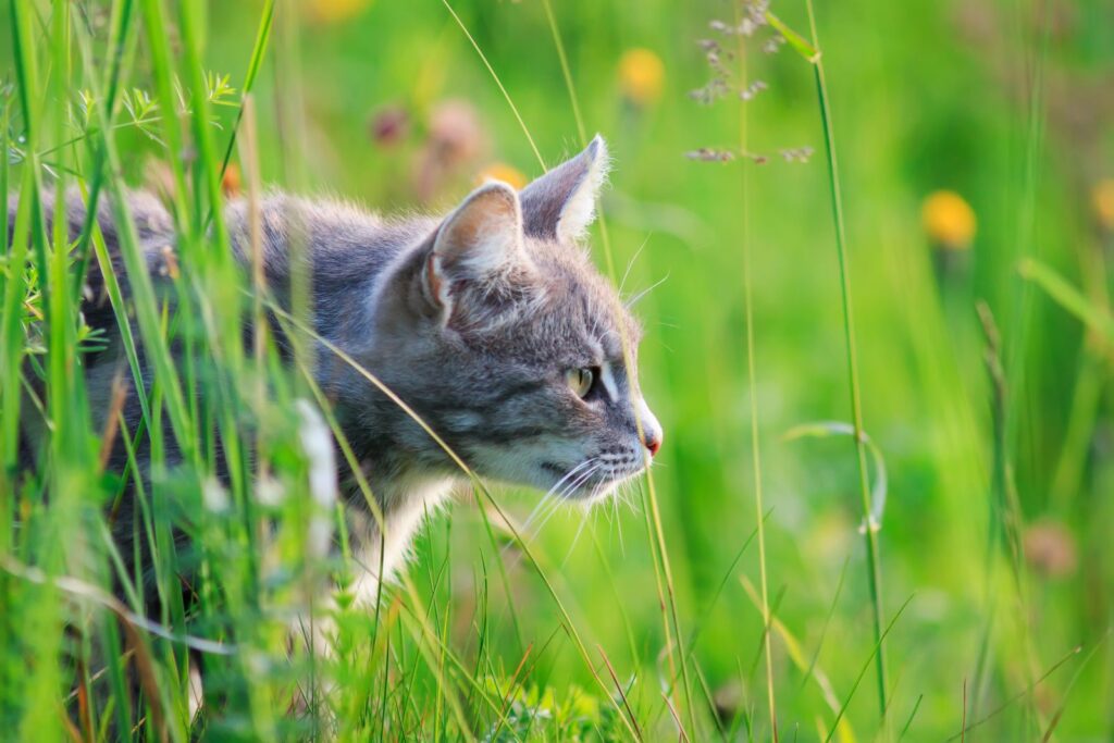 Eine Katze lauert im Gras auf Beute katze jagt im gras