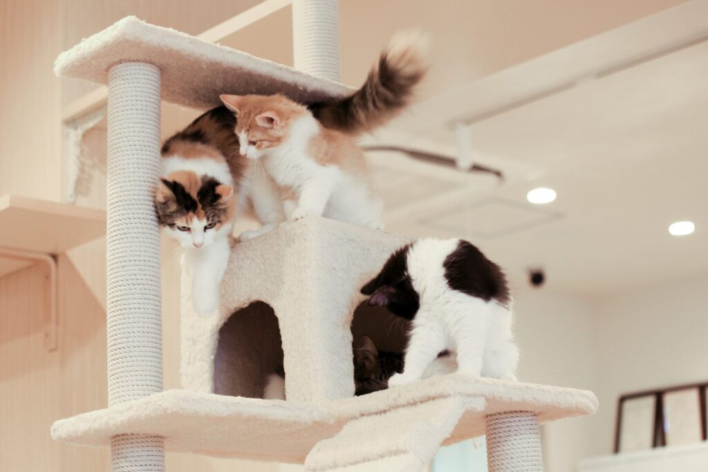 Drei Katzen klettern in der Wohnung auf einem Kratzbaum drei katzen auf kratzbaum