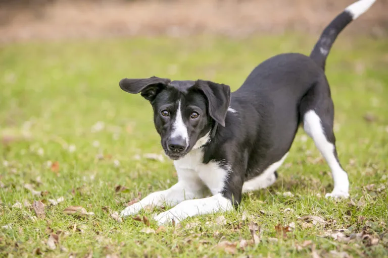 reinrassig vs mischling hund