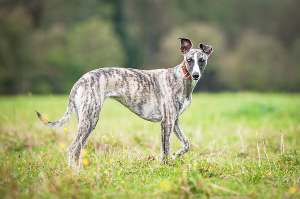 Whippet: Charakter, & Pflege - Rassebeschreibung | zooplus