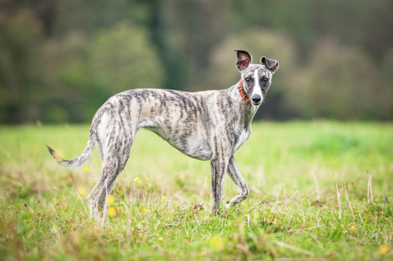 whippet im gras