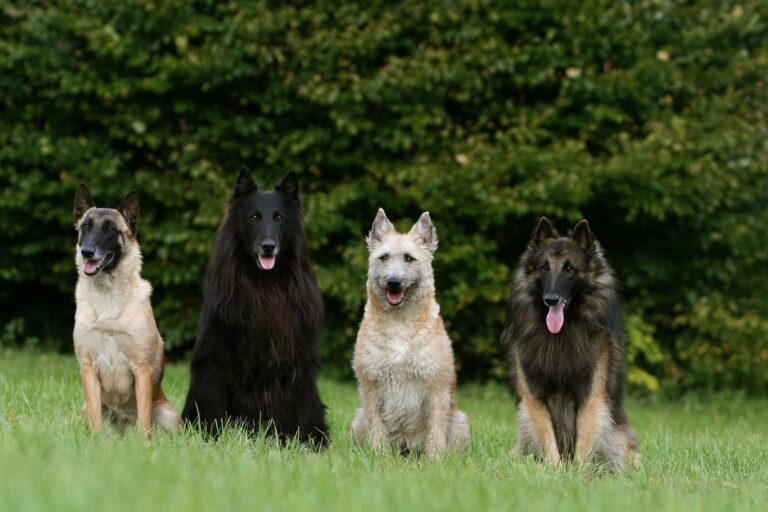 Belgischer Schäferhund Varietäten