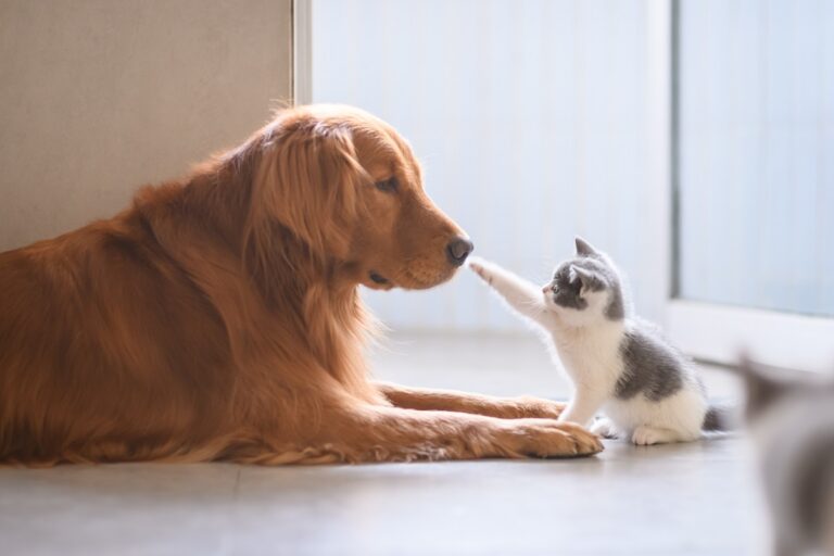 Hund und Katze zusammenführen