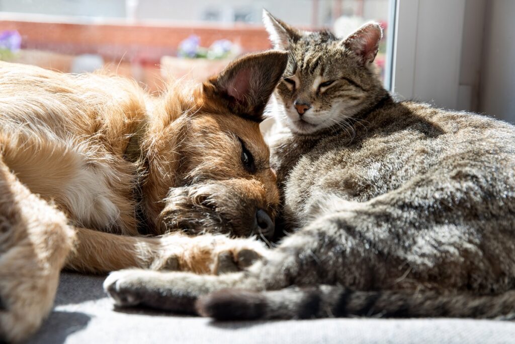 Hund und Katze aneinander gewöhnen - so funktioniert's | zooplus