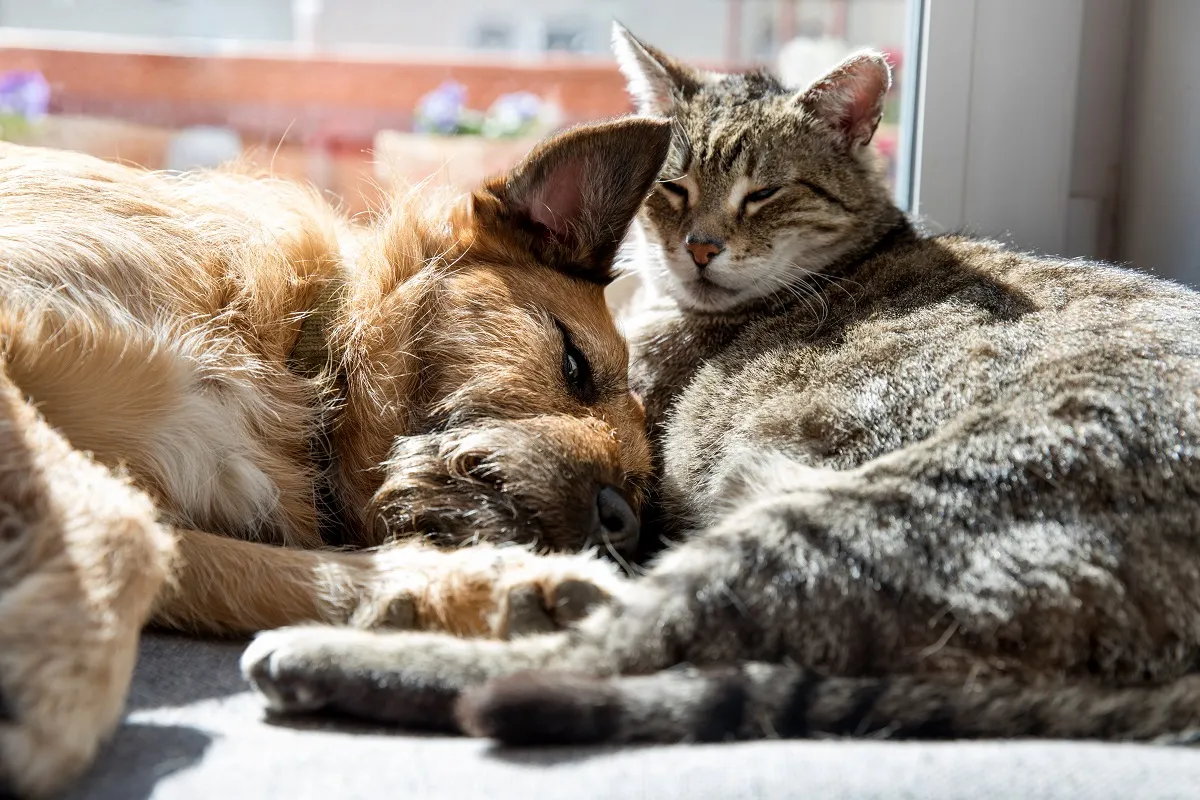 Hund und Katze aneinander gewöhnen