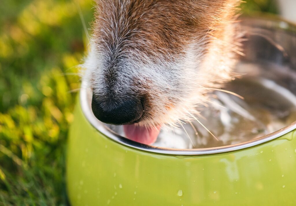 Hunde brauchen immer Wasser